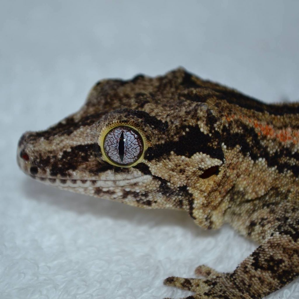 tête gecko gargouille