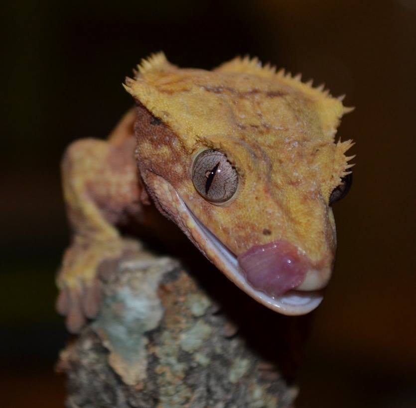gecko langue